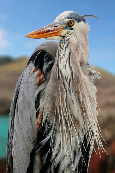 Great Blue Heron