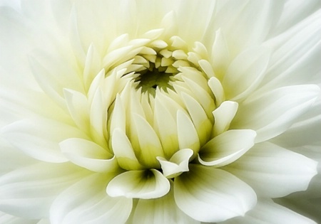 White Dahlia