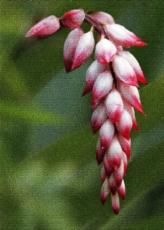 Tropical Flower