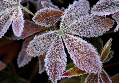 Frosted Leaves