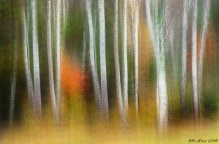 Birch Abstract