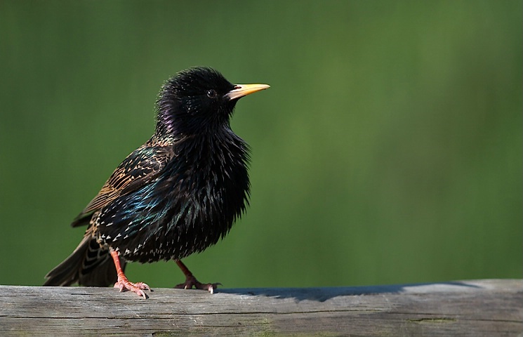 Starling