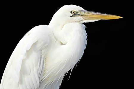 Great White Heron