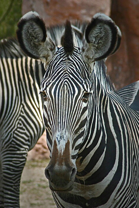 Extreme Stripes