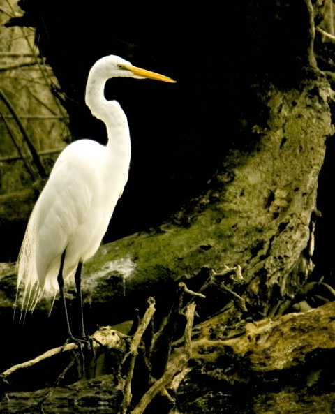 Egret