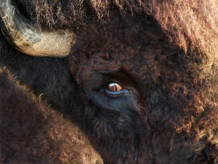 Bison