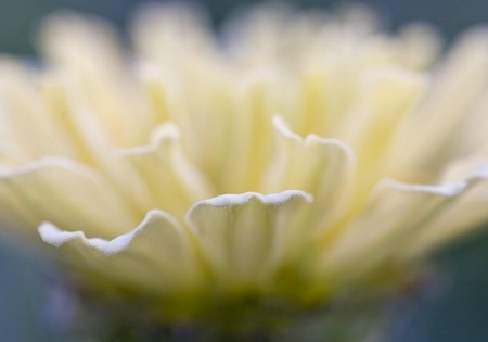 White Zinnia