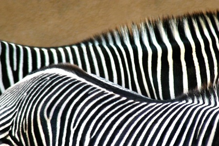 Zebra Idea
