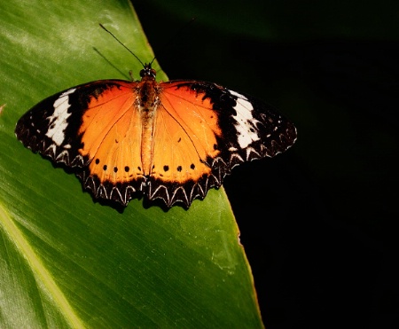 Orange Butterfly