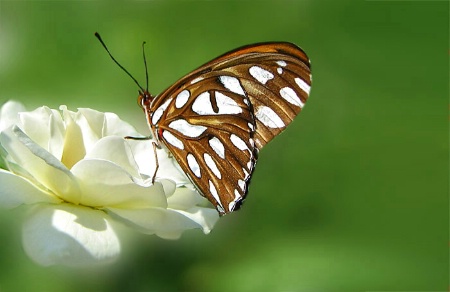 George's Butterfly