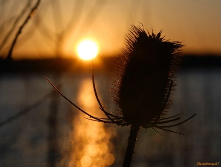 Thistle at Sunset