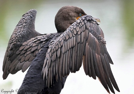 Double - Crested Cormorant