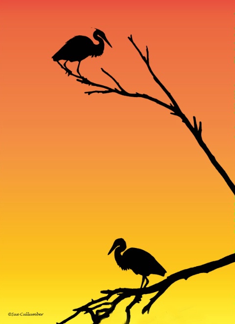 Herons in Silhoutte