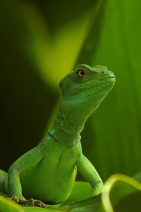 Basiliscus (Female)