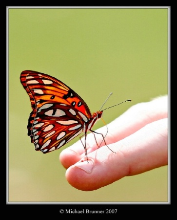 Butterfly Kisses