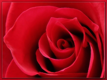 red rose