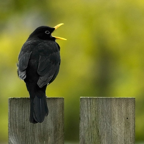 Blackbird