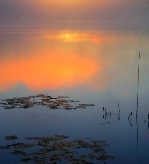 Dawn Light Over Lily Pads and Reeds