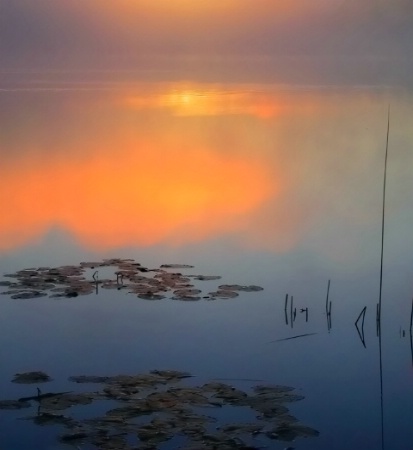Dawn Light Over Lily Pads and Reeds