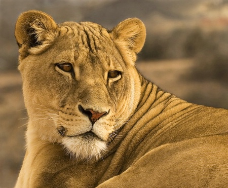 Lioness