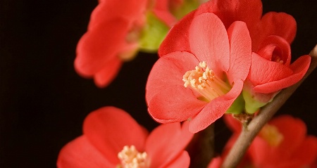 Soft-boxed Bonsai Blooms