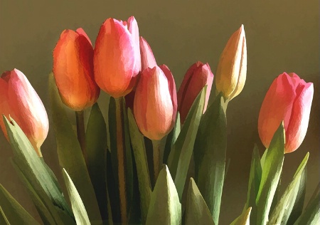 Tulips