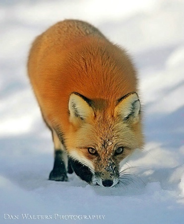 Red Fox