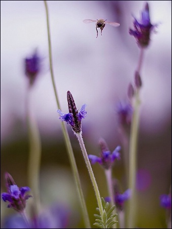 Delight of the Bee