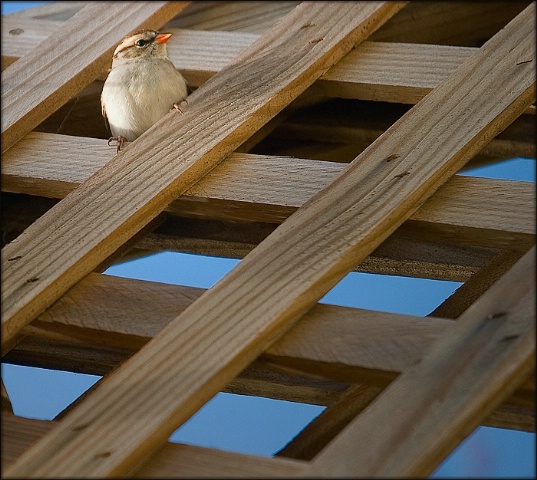 Balcony Seat