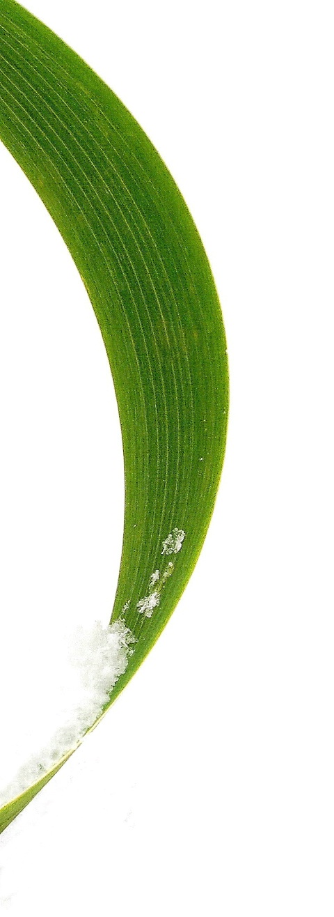 Iris Curve