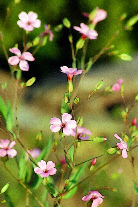 ~Spring time flowers~