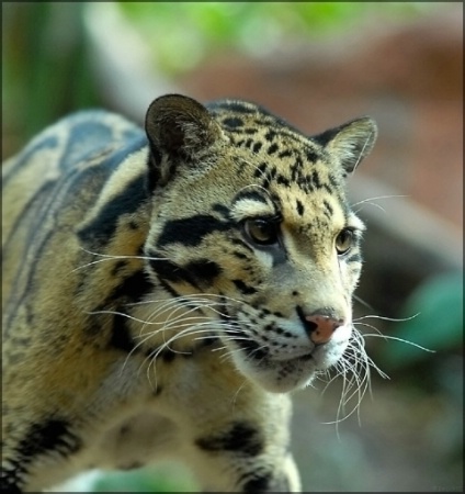 Clouded Leopard