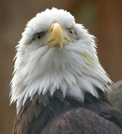 Eagle