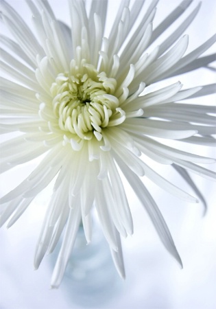 White Flower II