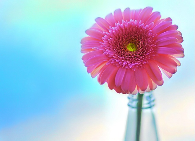 Gerbera Daisy