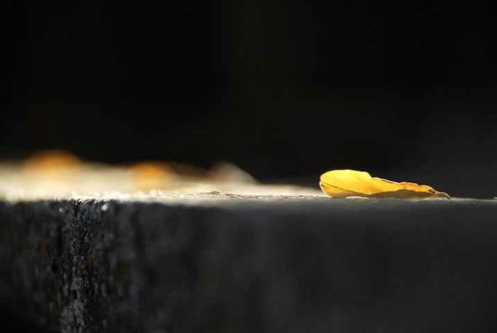 Leaf on Fence