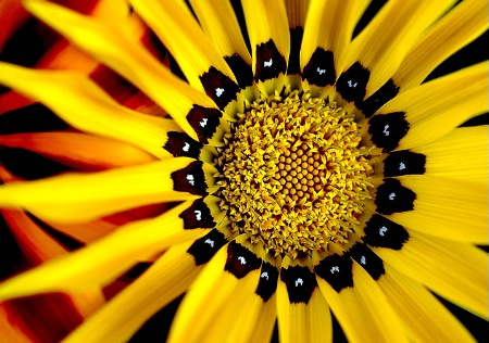 Gazanias