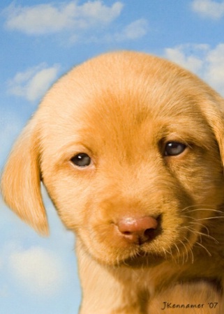 Yellow Lab puppy