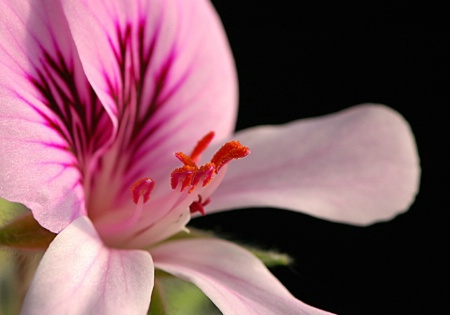 Scented Geranium 3