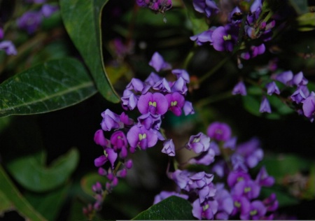 Purple flowers at dusk@@