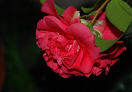 Camellia in profile@@