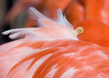 Feathered Fan