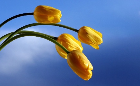 tulips..