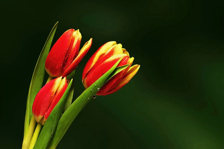 Three Tulips