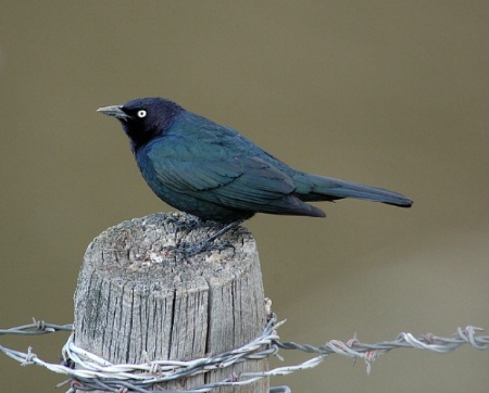 Brewer's Blackbird.