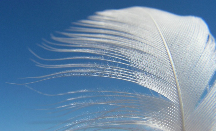 The feather