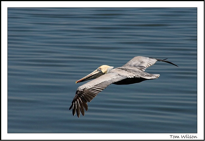 Pelican Flight!!!