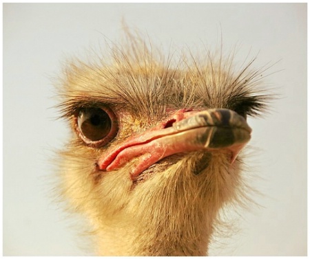 Sad Ostrich !