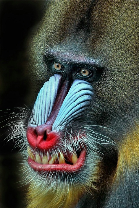 Mandrill