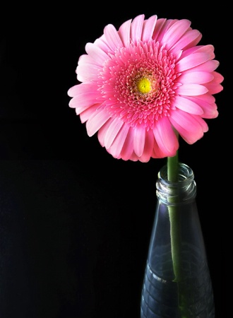 Gerbera Daisy 3